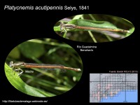/album/familia-platycnemididae/a010-platicnemis-acutipennis-copia-jpg/